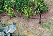Gartenimpressionen: Installtion und Test des Kleingarten-Bewässerungs-Sets,11