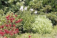 Gartenimpressionen: Installation und Test des Kleingarten-Bewässerungs-Sets, Blumenbeet